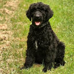 Cash - Black male Double Doodle puppy in Jeddo, Michigan from Bert's Doodles