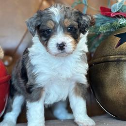 Kris - Blue merle male Aussiedoodle puppy in Burbank, Ohio from Berns & Doodles