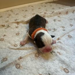 Orange collar - Brindle and white male Boston Terrier puppy in Winnie, Texas from Tina Terry's Boston Terriers