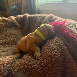 Cleo - Red  female Goldendoodle puppy in Indianapolis, Indiana from E&A Doodle Barn