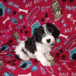 Girl 1 - female Yorkipoo puppy in Lapeer, Michigan from Puppy Kisses