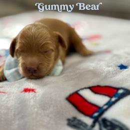 Heath - Caramel red male Australian Labradoodle puppy in Calhoun, Louisiana from Arrowhead Australian Labradoodles
