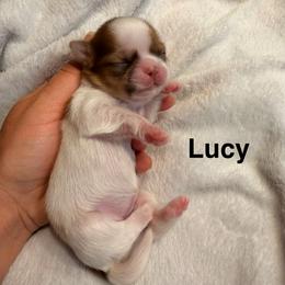Lucy - Red and white female Shih Tzu puppy in Kettering, Ohio from The Ruff Life Tribe