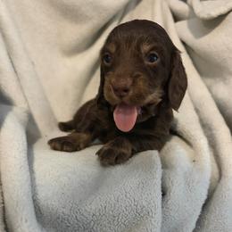 Chandler - Chocolate and tan male Dachshund puppy in St. Cloud, Virginia from White Oak Kennels