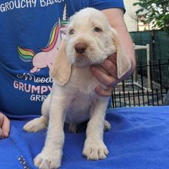 Spinone Italiano Puppies from Ilvolare Spinone