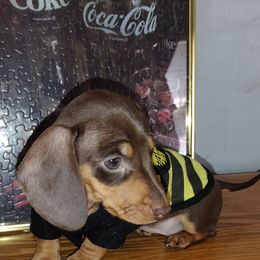 Dachshund Puppies from K&L Dachshund