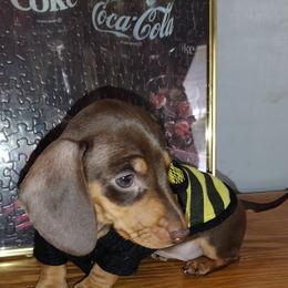 Dachshund Puppies from K&L Dachshund