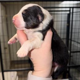 Fern - Black tri-color female Australian Shepherd puppy in Anniston, Alabama from All Hale Aussies