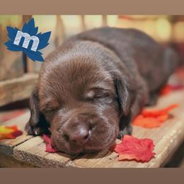 Blue Male - Chocolate male Labrador Retriever puppy in Carrollton, Virginia from Southern Heritage Retrievers