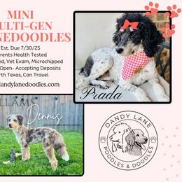 Aussiedoodle puppies from Dandy Lane Poodles & Doodles