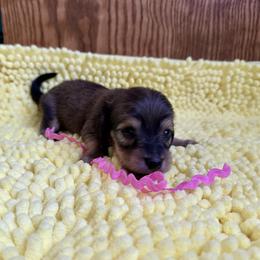 Miss. Pink - Cream female Dachshund puppy in Wolf Lake, Indiana from Canisteo Dachshunds