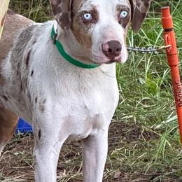 White Rock's Doc - Red merle male Catahoula Leopard Dog puppy in Crestview, Florida from C4 Kennels of FL