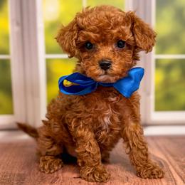 Bandit (Dark Blue Collar Male) - Red  male Goldendoodle puppy in Santa Clara, Utah from Desert Dawn Doodles