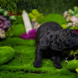 Mudi and Silken Windhound Puppies from Oak & Soul (Oak Creek) Silken Windhounds and Mudi