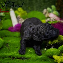 Mudi and Silken Windhound Puppies from Oak & Soul (Oak Creek) Silken Windhounds and Mudi