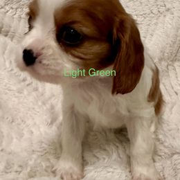 Cavalier King Charles Spaniel Puppies from Rhonda Davis