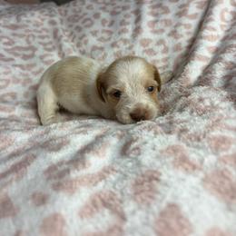Marie - Piebald female Dachshund puppy in Lake City, Florida from My Ditzy Doxies of Florida