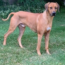 Rhodesian Ridgebacks from Sabig Hounds