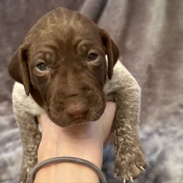 Lemon (Girl 3 - Yellow) - Liver roan female German Shorthaired Pointer puppy in Keller, Texas from Jerri Ford