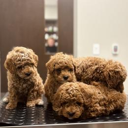 Bernedoodle, Goldendoodle, and Poodle Puppies from 4goldendoodles