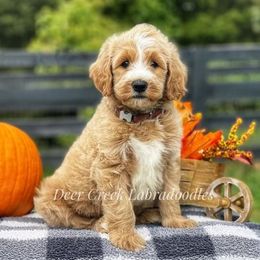 Australian Labradoodle, Cavapoo, and Goldendoodle Puppies from Deer Creek Labradoodles