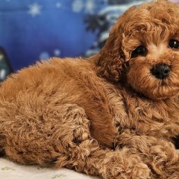 Aussiedoodles, Cavapoos, and Poodles from Perkins Pups