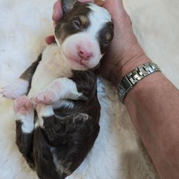 Girl 4 - Tri-color female Bernedoodle puppy in Galt, Missouri from Only Doodles!