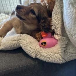 Dachshund Puppies from Kimberly Inman
