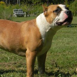 American Bullies from Tranquility Bullies