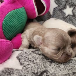 Zircon - Liver male Shih Tzu puppy in Augusta, Georgia from Floofah la Woofah