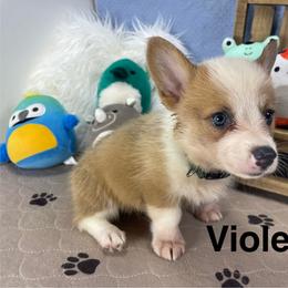 Violet - Sable female Pembroke Welsh Corgi puppy in Apison, Tennessee from Ashmore Corgis