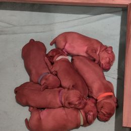 Vizsla Puppies from Foxfire Vizslas