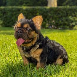 Sauce - Black and tan male French Bulldog puppy in West Palm Beach, Florida from ThePuppyVille