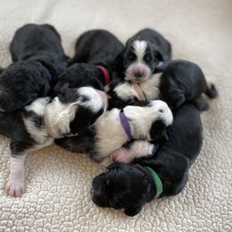 Goldendoodle Puppies from Patriot Puppies