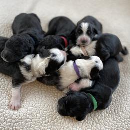 Goldendoodle Puppies from Patriot Puppies