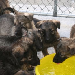 Shiloh Shepherd Puppies from Solace Shilohs