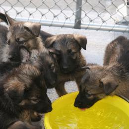 Shiloh Shepherd Puppies from Solace Shilohs