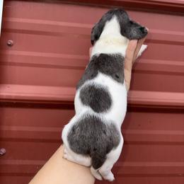 Buzz - Dapple male Dachshund puppy in Midland, Texas from The Barefield Doxies