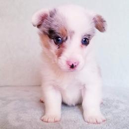 American Corgi and Pembroke Welsh Corgi Puppies from Whimsical Treasure Corgis
