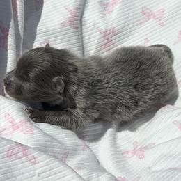 Lanie - Blue and tan female Pomeranian puppy in Lyons, Georgia from Its a Poms Life Kennel