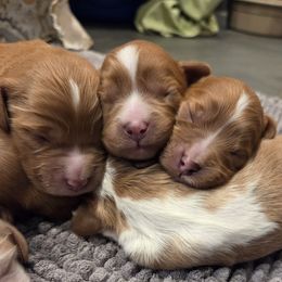 Atlas - Red male Cavapoo puppy in Nephi, Utah from Salt Creek Doodles