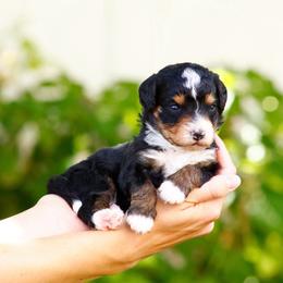 Pumpkin - Tri-color female Bernedoodle puppy in Glendale, Arizona from Arizona Bernedoodles