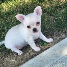 Tia - Cream female Chihuahua puppy in Greenfield, Ohio from Paradise Chihuahua Kennel