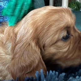Cavalier King Charles Spaniel Puppies from Crosby's Cavaliers