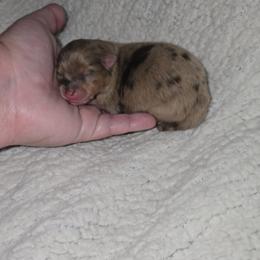 Lily - Chocolate merle female Pomeranian puppy in Angleton, Texas from Pomeranian Palace, LLC