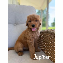 Jupiter - Red  female Goldendoodle puppy in Smithfield, Kentucky from KBK9 Kennels