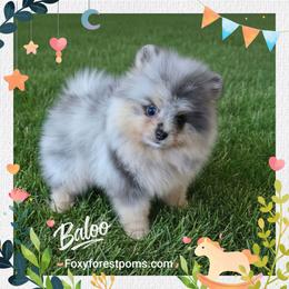 Baloo - AKC - Blue merle male Pomeranian puppy in Eatonville, Washington from Foxy Forest Poms