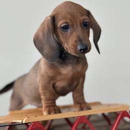 Dachshund Puppies from Mare-Bella Smoothcoat Edition