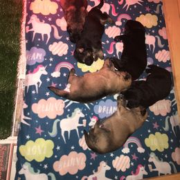 German Shepherd Puppies from JayDee's Proud K911