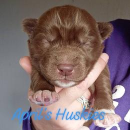 Dark blue boy - Red and white male Siberian Husky puppy in Terre Haute, Indiana from April's Huskies